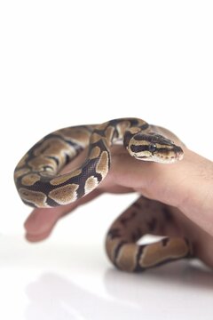 Small royal python curled around a person hand in close up studio shot with ball human exotic animal white background photography wild pet ownership interaction