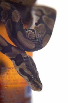 Ball python snake wrapped around a glass bottle on white background with a close-up studio shot of a patterned coiled exotic animal container wildlife close
