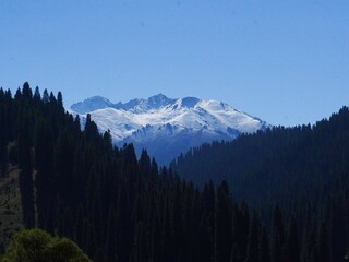 Fototapeta premium snowy mountains and forests