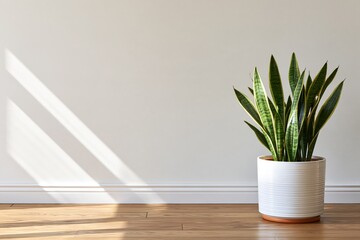 Fototapeta premium Snake plant sansevieria with variegated green leaves in a white ribbed ceramic pot with terracotta base placed on light wood hardwood flooring against a plain white wall