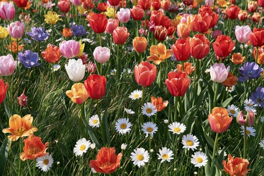 Colorful tulips in red pink orange yellow and purple blooming among white daisies with yellow centers in a lush green garden field under bright midday sunlight creating natural shadows