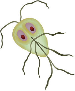 green giardia illustration