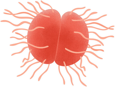 red neisseria gonorrhoeae