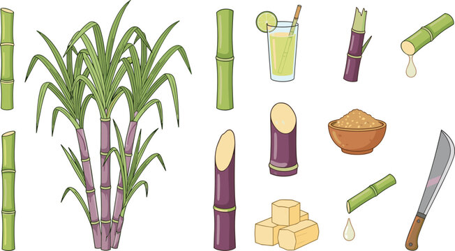 Sugarcane Harvest and Processing Illustration Collection with Fresh Stalks, Juice, Syrup, Sugar Cubes, Sweetener Bowl and Cutting Machete
