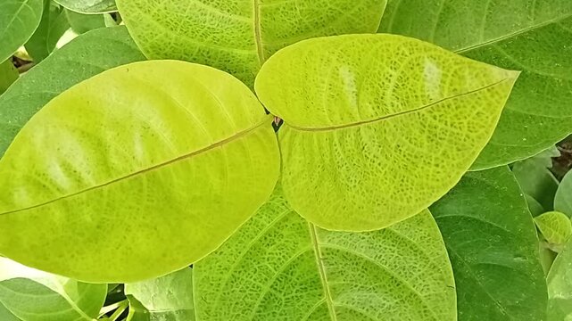 Close-up shot of young green leaves showing intricate leaf veins and natural structure.