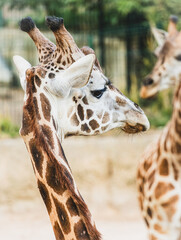 Close-up profile portrait of a giraffe head and neck showing distinctive pattern © Saverio