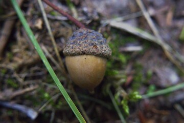 Close-up of a single brown acorn lying on the ground among green moss and dry grass in autumn forest. © Ivan Trybushnyi