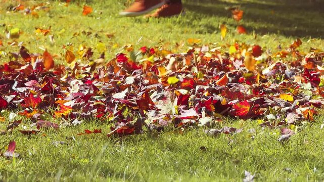 Colorful golden leaves in motion from a leaf blower on an early Autumn morning