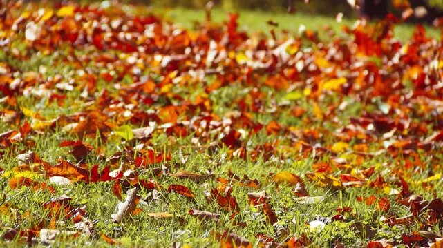 Colorful golden leaves in motion from a leaf blower on an early Autumn morning