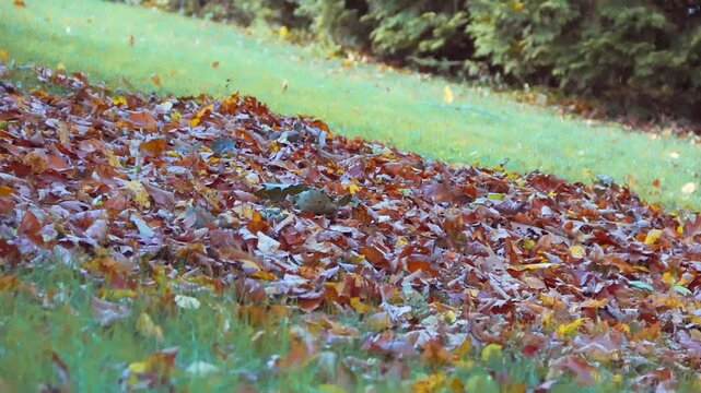 Colorful golden leaves in motion from a leaf blower on an early Autumn morning