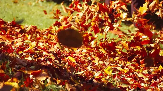 Colorful golden leaves in motion from a leaf blower on an early Autumn morning
