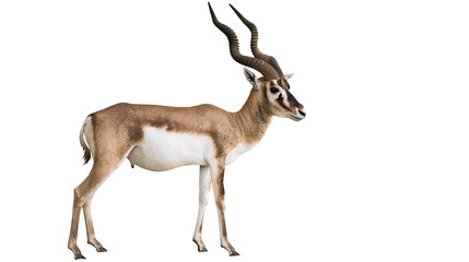 Male blackbuck antelope with long spiraled horns standing in profile © Lena