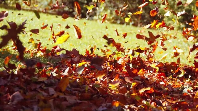 Colorful golden leaves in motion from a leaf blower on an early Autumn morning