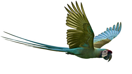 Green-winged macaw parrot in flight with long tail feathers spread © Lena