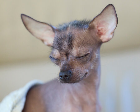 Close-up portrait of a small hairless puppy sleeping peacefully, cozy under a warm blanket with eyes gently closed.