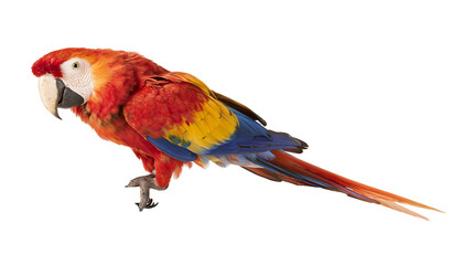 Scarlet macaw parrot with vibrant red yellow and blue plumage © Lena