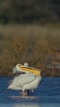 great white pelican on the beach 