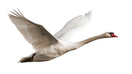 Graceful white mute swan flying with wings spread wide © Alex
