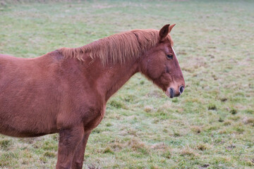 A brown chestnut horse stands peacefully in an open green pasture, showing its mane and head in side profile against a natural outdoor background. © erwin