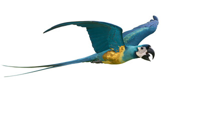Vibrant blue and yellow macaw parrot in flight with wings spread wide © Veikko