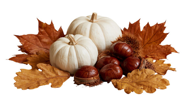 Two white pumpkins with brown chestnuts and dried autumn oak leaves
