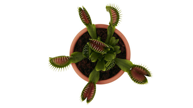 Venus flytrap plant with red and green spiky leaves in a terracotta flower pot