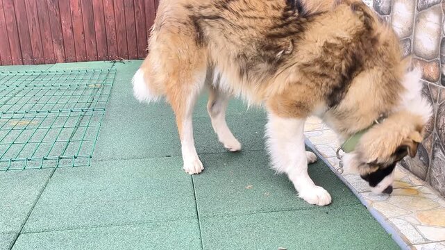 Dog sniffing surface near wooden fence in outdoor yard, dog exploring scent and searching ground with nose. Curious dog showing natural behavior, lifestyle moment, closeup detail, background