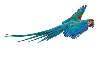 Vibrant blue and green macaw parrot flying with wings spread wide © Liselotte