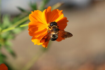 A carpenter bee sipping nectar from a yellow cosmos © Mt. Cape
