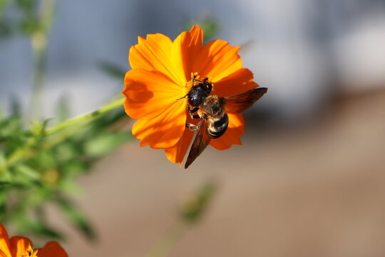 A carpenter bee sipping nectar from a yellow cosmos