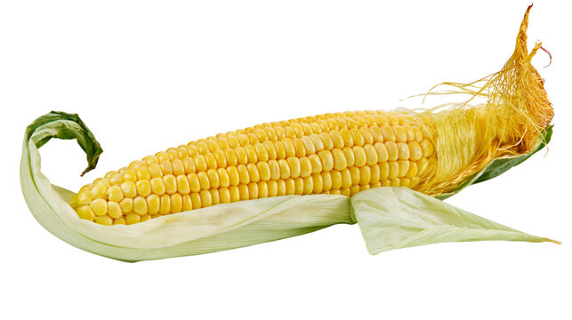 Fresh yellow sweet corn cob with green husk and silk strands