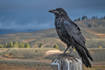 Raven Sitting on  Post in Yellowstone NP © stuckreed