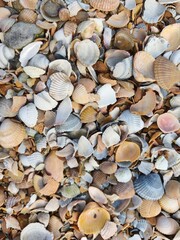 Muscheln, Muscheln, Muscheln © Rolf Dobberstein