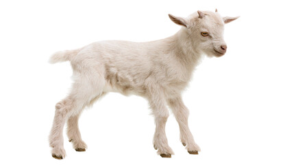 Fototapeta premium Small fluffy white baby goat standing
