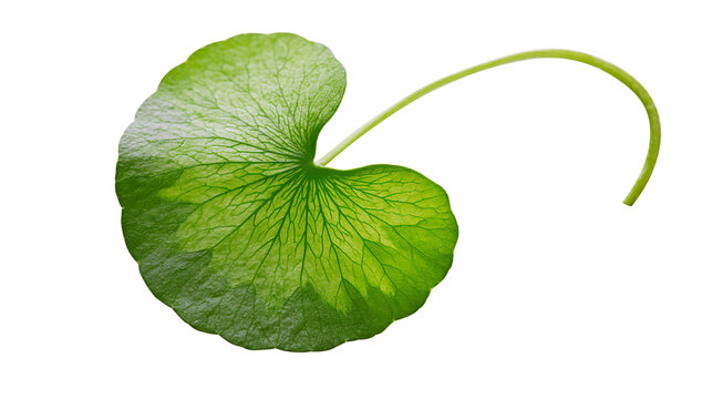 Fresh green Centella Asiatica leaf with visible veins and long slender stem