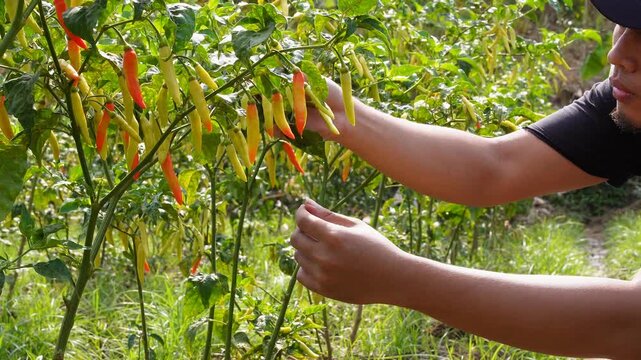 Farmer harvesting fresh organic bird's eye chili peppers (Capsicum frutescens) in a sunny agricultural field, rural plantation economy, ripe spicy crop production, agriculture food supply.