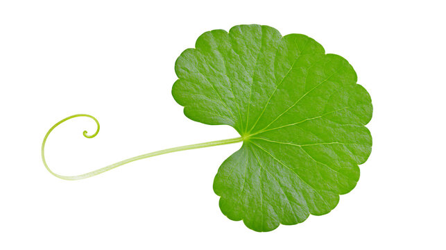 Fresh green Centella asiatica leaf with a long curling petiole stem