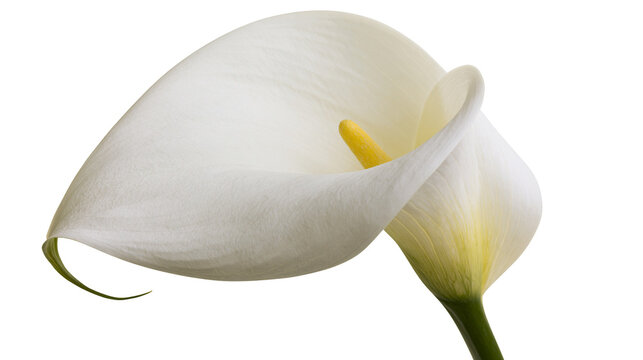 Elegant white calla lily flower with yellow spadix and smooth curved petal