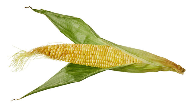 Fresh yellow corn cob with green husk leaves and silk