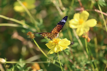 A brush-footed butterfly sipping nectar from a yellow cosmos flower © Mt. Cape