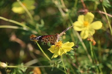 A brush-footed butterfly sipping nectar from a yellow cosmos flower © Mt. Cape