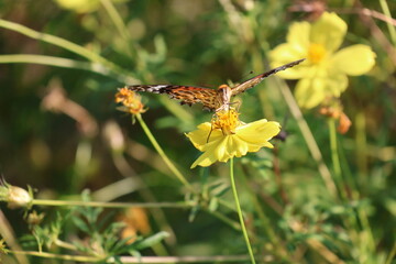 A brush-footed butterfly sipping nectar from a yellow cosmos flower © Mt. Cape