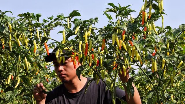 Farmer harvesting fresh organic bird's eye chili peppers (Capsicum frutescens) in a sunny agricultural field, rural plantation economy, ripe spicy crop production, agriculture food supply.