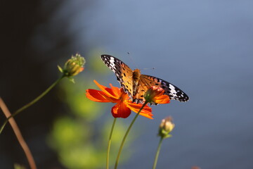 A brush-footed butterfly sipping nectar from a yellow cosmos flower © Mt. Cape
