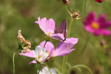 A pea blue butterfly sipping nectar from a cosmos flower © Mt. Cape