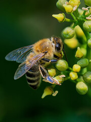 Westliche Honigbiene auf Blütenknospen des Wilden Weins © JuergenL