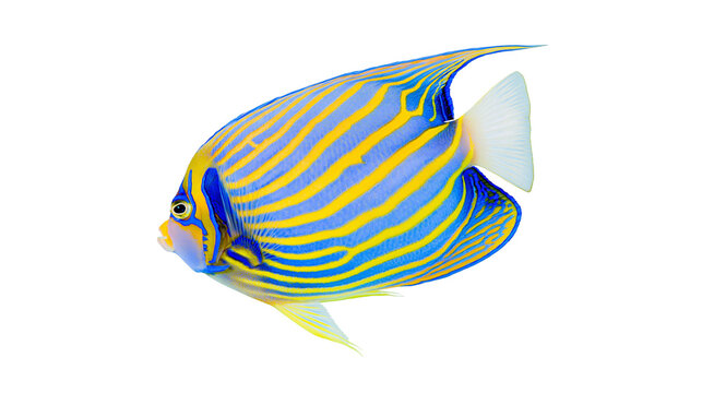 Blue and yellow striped regal angelfish swimming