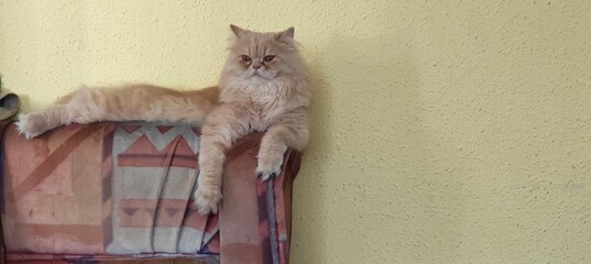cat on the couch © DFENS7