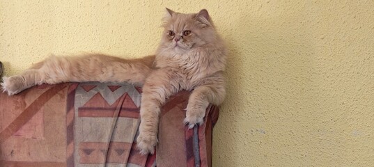 cat on the couch © DFENS7