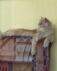 cat on the couch © DFENS7